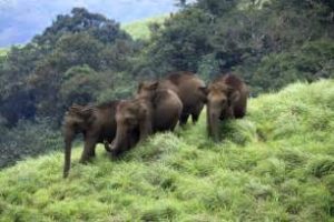 keralanews wild elephant attack in aralam farm