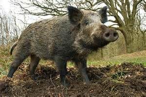 keralanews woman injured in wild pig attack