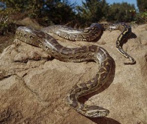 keralanews big snake was caught from mattannur ci office