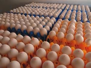 keralanews egg price is rising