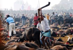 A butcher raises his blade over a buffalo calf before killing it during a mass slaughter of buffaloes for the Gadhimai festival inside a walled enclosure in the village of Bariyapur on November 28, 2014. Millions of Hindu devotees from Nepal and India migrate to the village to honour their goddess of power. The celebrations includes the slaughtering of hundreds of thousands of animals, mostly buffalo and goats. Worshippers have spent days sleeping out in the open and offering prayers to the goddess at a temple decked with flowers in preparation.   AFP PHOTO/ROBERTO SCHMIDT