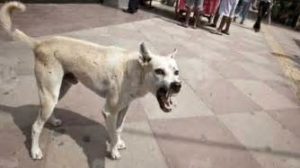 keralanews street dog attacked a five year old boy in kasarkode