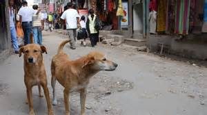 keralanews street dog bite a one and a half year old girl in marad