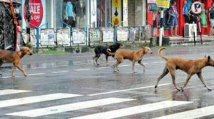 keralanews 18 persons injured in the attack of street dog