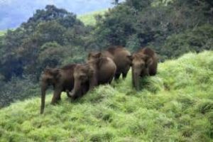 keralanews wild elephant broken the anamathil and entered in the tribal rehabilitaion area