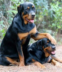 keralanews law will be implemeted to prevent the attack dog breeding