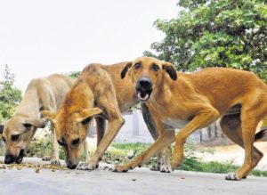 keralanews street dog bite two in naduvil