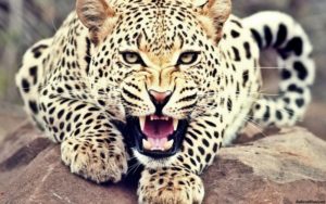 keralanews the four year old child was killed by the leopard