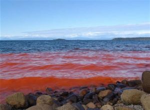 keralanews the sea water become red in muscat oman ministry warned the people