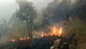 keralanews fire in theni forest the range officer was suspended