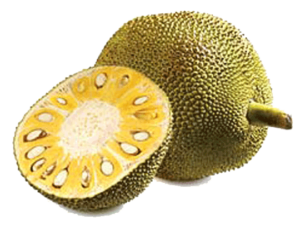 keralanews jackfruit declared as keralas official fruit