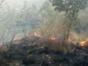 keralanews theni forest fire the death toll raises to 15