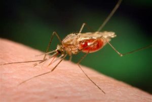 keralanews malaria identified for 18 persons in kannur