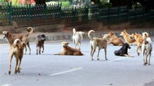 keralanews 10 injured in street dog bite in palakkulangara