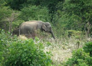 keralanews house collapsed in the attack of wild elephant in aralam and one injured