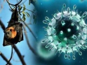 keralanews nipa virus under control the blood test of bats to find out the source of virus will be delayed