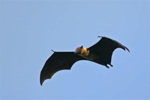 keralanews nipah virus the disease was spread through water bats were found in the well