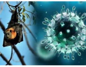 keralanews one more person dies after being infected with nipah virus