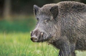 keralanews wild boar in kannur city damaged atm counter