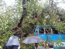 keralanews heavy rain in kozhikkode banyan tree fell on the top of a bus in heavy wind