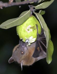 keralanews nipah virus can not live in fruits says virology director