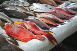 keralanews operation sagarrani 12000kg of fish seized
