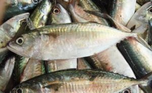 keralanews strip used to find out the presence of formalin in fish will be launched in the market soon