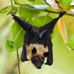 keralanews test result is that nipah virus is not present in fruit bats