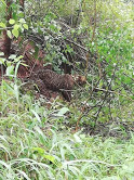 keralanews the leopard trapped in kasarkode was died