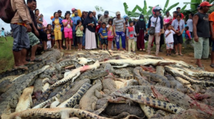 keralanews crocodile killed farmer in revenge of that the natives killed 292 crocodiles