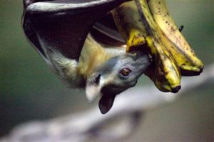 keralanews fruits bats are the causes of nipah virus