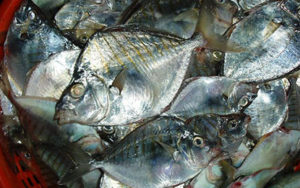 keralanews seized formalin mixed fish brought for sale