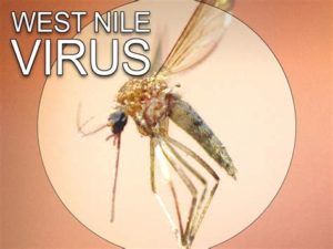 keralanews west nile virus infection identified in kozhikkode district