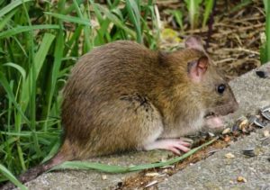 keralanews leptospirosis spreading in the state 10 died in state on sunday