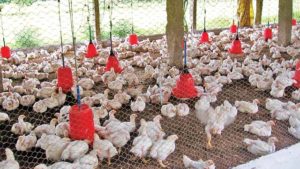 keralanews paln to provide chicken for rs87 annually will start from december