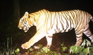 keralanews presence of tiger found in kasarkode elikkottkaya alert for people