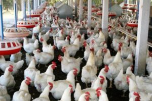 keralanews record increase in the price of chicken in the state 45 rupees increased within ten days