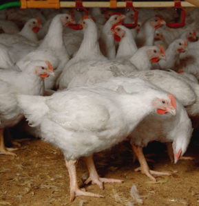 keralanews colistin antibiotic injected in broiler chicken may be banned in india