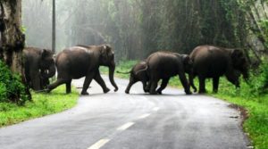 keralanews the state government is planning to invest rs250 crore to build overbridge in bandipur