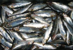 keralanews central marine fish research center says the availability of sardine will decrease in the coming years