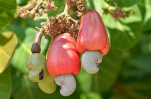 keralanews factory to make alchohol from cashew will set up in kasarkode district