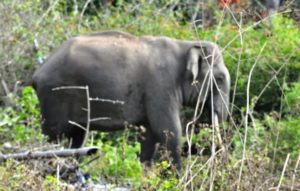 keralanews sabarimala pilgrim died in wild elephant in sabarimala