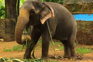 keralanews kannur native died in elephant attack