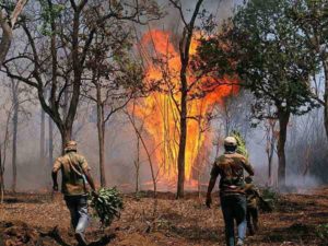 keralanews massive fire broke out in karnataka bandhipur forest 600 acres of forest burned (2)