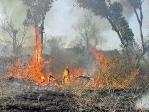 keralanews massive fire broke out in karnataka bandhipur forest 600 acres of forest burned