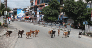 keralanews nine including students injured in street dog attack in mattannur