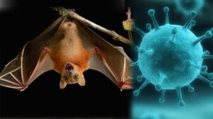 keralanews alert against nipah virus in bengal and thripura