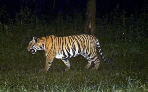 keralanews caught the tiger who attacked the forest officers