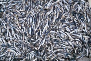 keralanews fisheries department will take strict action against those who catch small sardine or mackerel