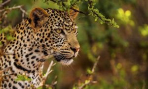 keralanews leopard found in sabarimala and pilgrims blocked in pamba